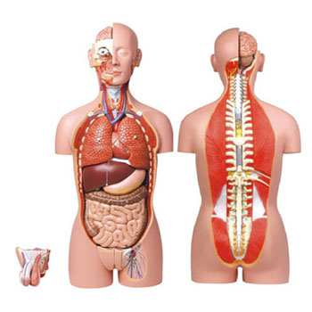  男、女兩性人體背部開放式半身軀干模型 KAR/10003