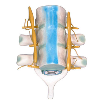 益聯脊髓和脊神經模型 YLM2099
