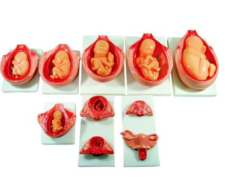  高級胎兒妊娠發(fā)育過程模型 XC-414