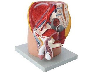    男性盆腔正中失狀切面模型（4部件） KAR/15101