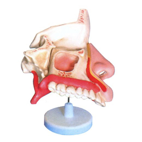 益聯鼻腔解剖模型M2048