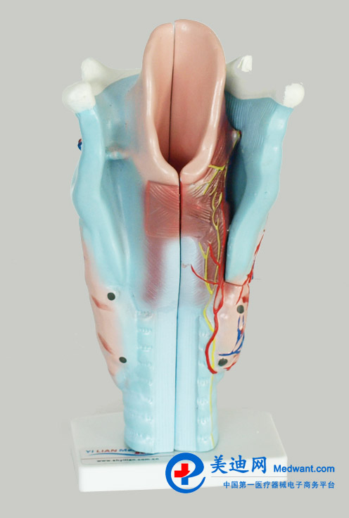 益聯  喉解剖模型  YLM/A301