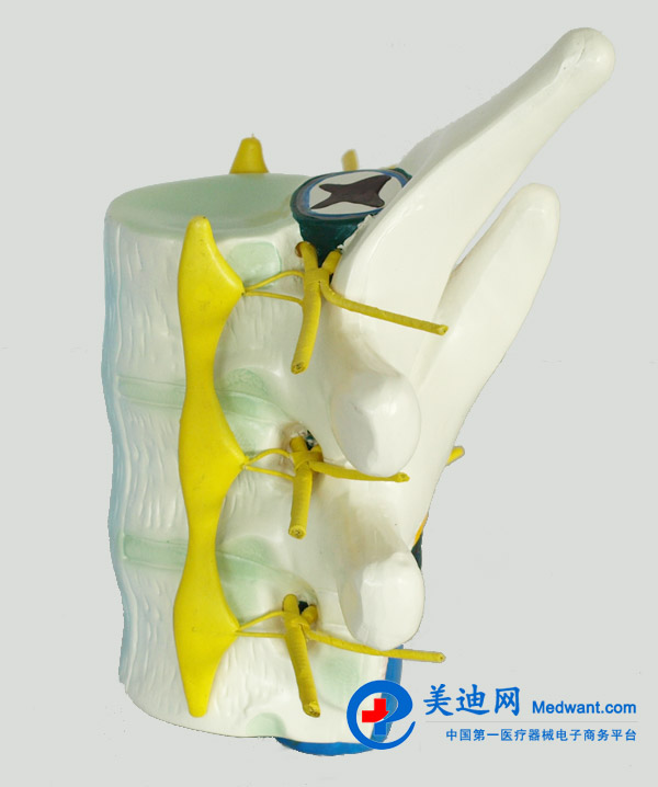 益聯  脊髓和脊神經模型  YLM2099