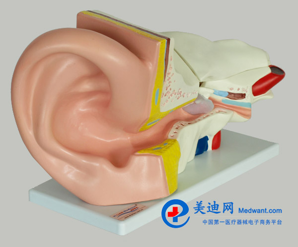 益聯  耳結構放大模型  YLM2090