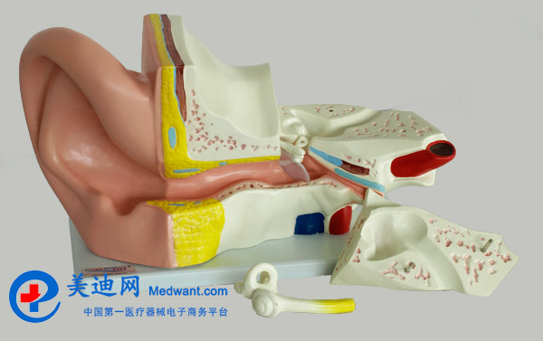 益聯  耳結構放大模型  YLM2090